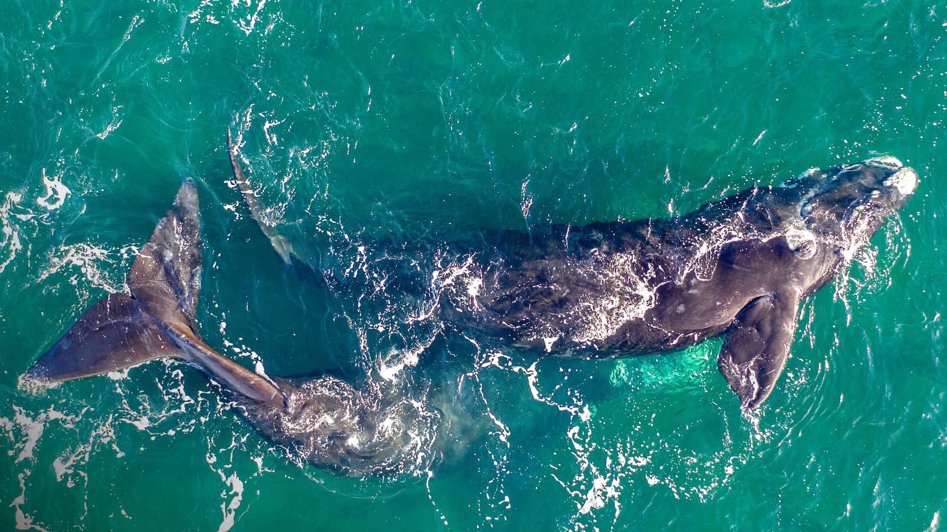 Ballenas desde playa Las Canteras en Puerto Madryn