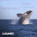 Dónde verlas y cuánto cuesta la excursión