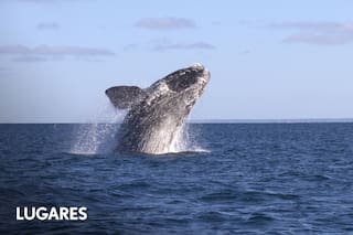 Dónde verlas y cuánto cuesta la excursión