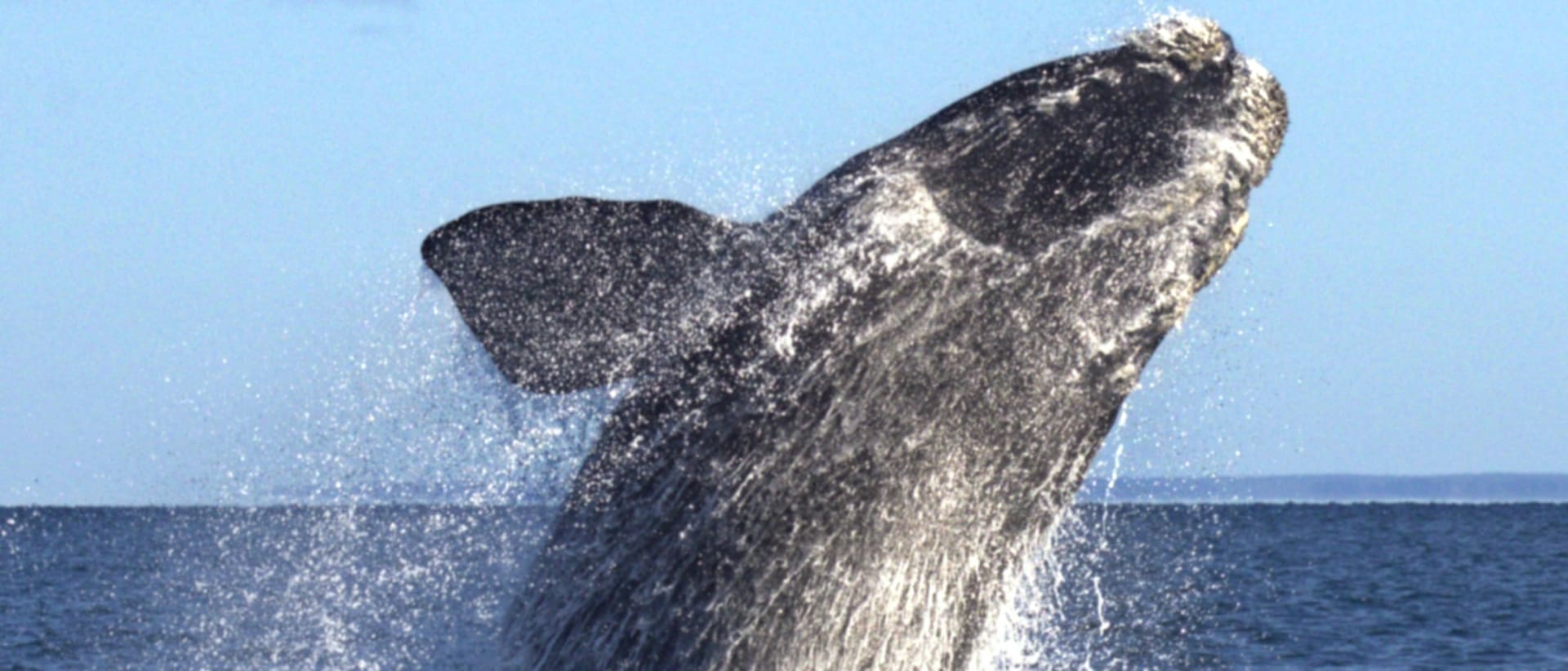 La ballena franca austral es uno de los tesoros de la Pagatonia