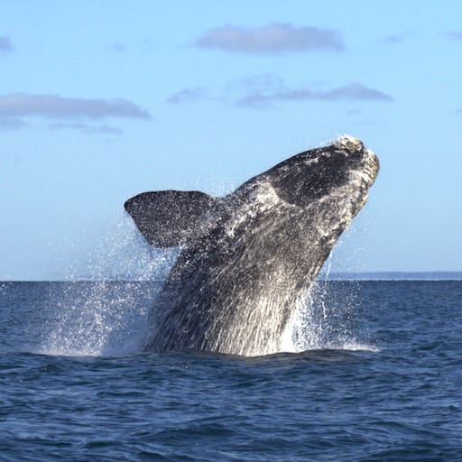 La ballena franca austral es uno de los tesoros de la Pagatonia