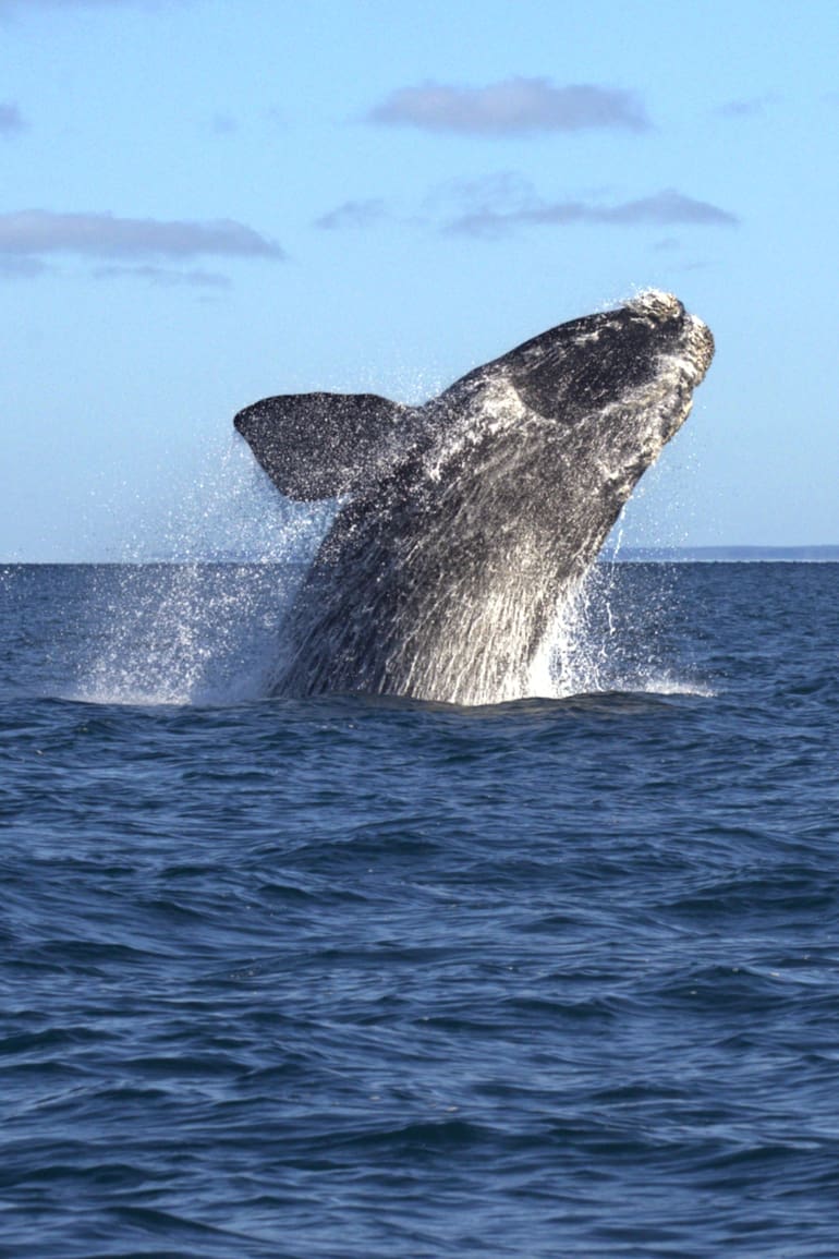 La ballena franca austral es uno de los tesoros de la Pagatonia