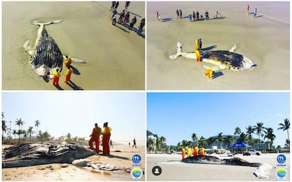 La ballena franca austral varada muerta en la Playa de Enseada, ciudad de Guarujá