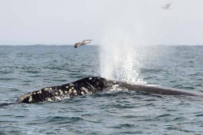 La ballena franca del Pacífico Norte lleva más de 50 años en peligro de extinción