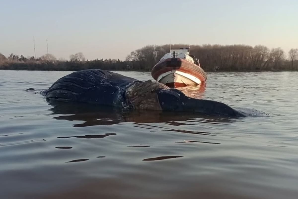 La ballena fue encontrada en un estado avanzado de descomposición