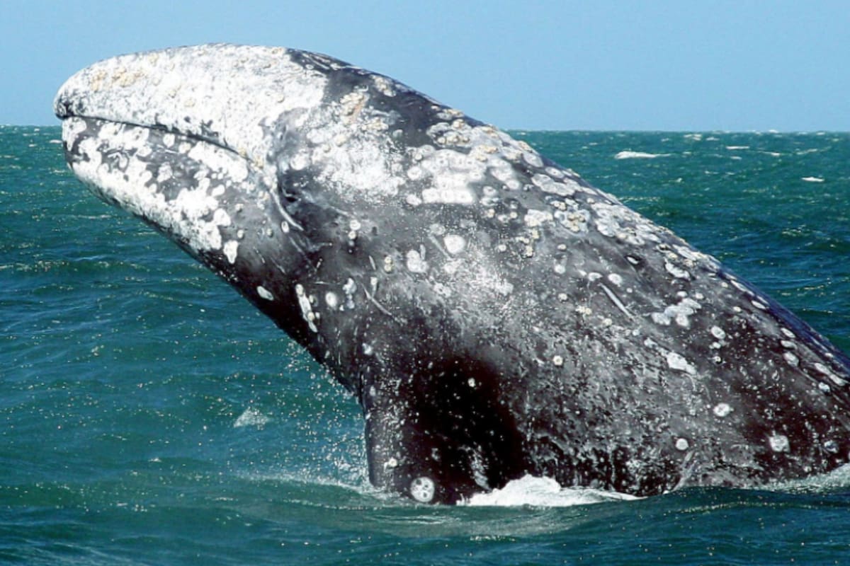 La ballena gris tiene apenas un año de vida y se especula que se desorientó en su primer viaje de alimentación