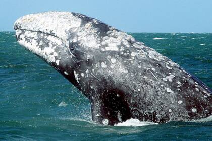 La ballena gris tiene apenas un año de vida y se especula que se desorientó en su primer viaje de alimentación