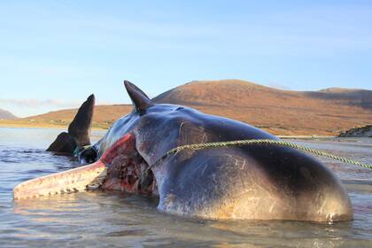 La ballena hallada en una playa al noroeste de Escocia.