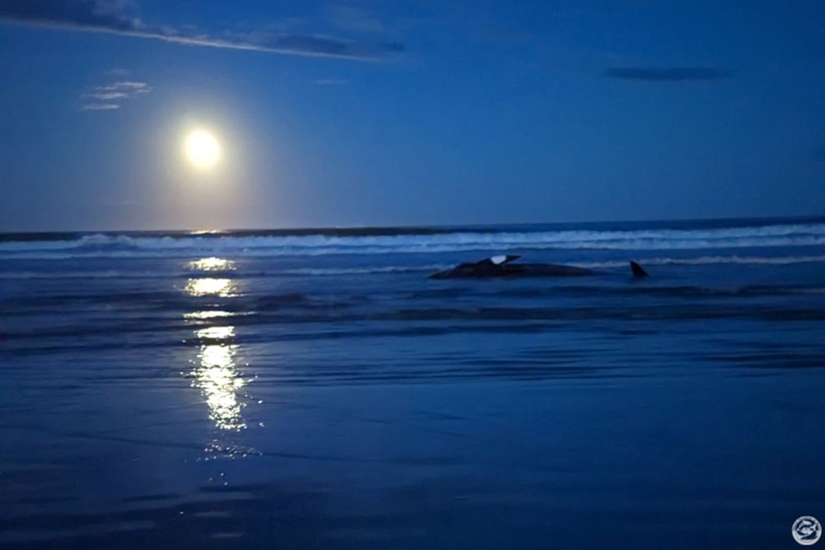 La ballena minke, también conocida como ballena enana, apareció en las costas de Long Sands Beach, en Maine, EE.UU.