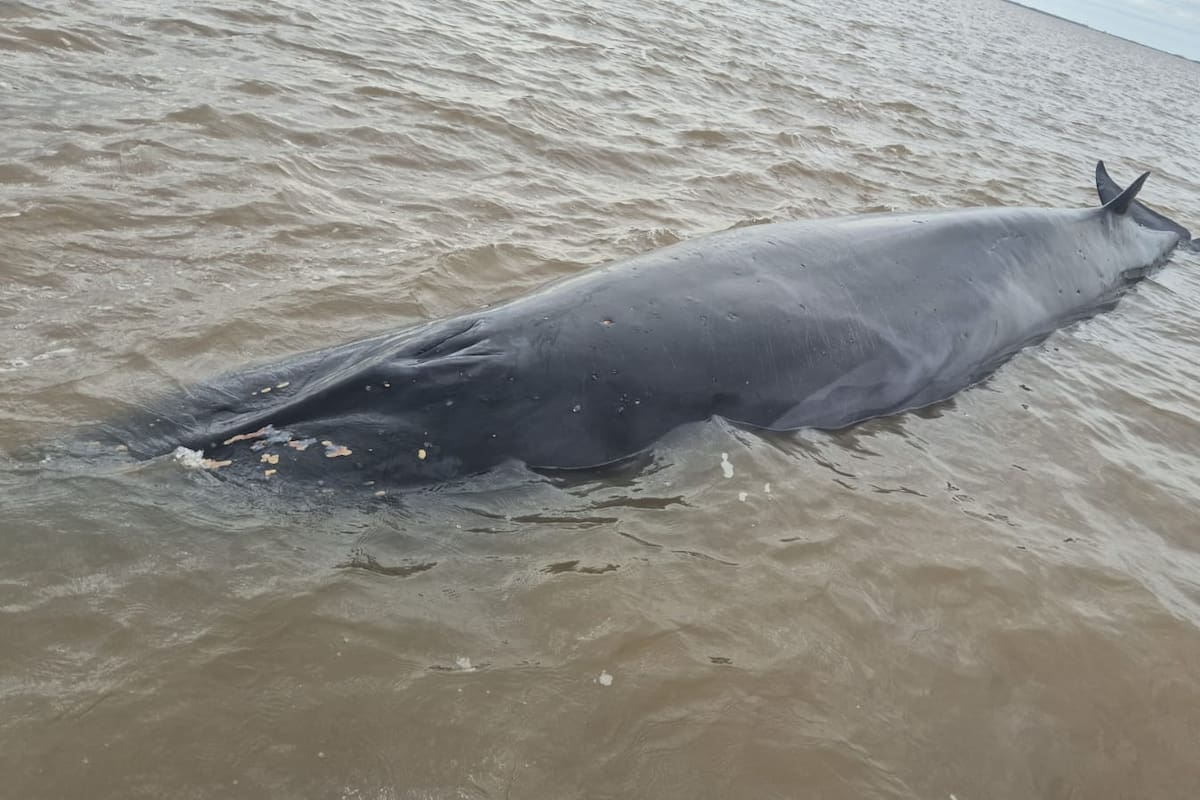 La ballena que quedó encallada en un banco de arena en San Isidro murió el sábado, pese al operativo desplegado para intentar mantenerla con vida