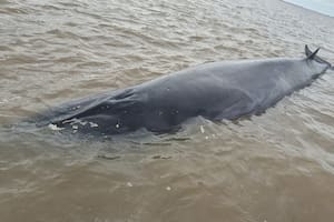 Murió la ballena que había quedado varada en un banco de arena frente a la costa de San Isidro
