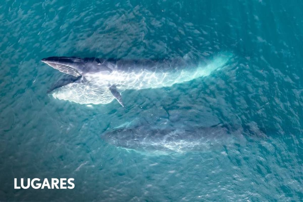 La población de la ballena sei está en crecimiento