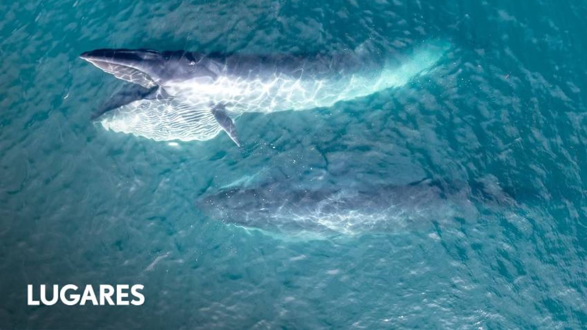 La población de la ballena sei está en crecimiento