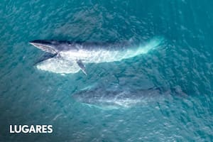 La ballena sei difiere en su comportamiento de la franca austral