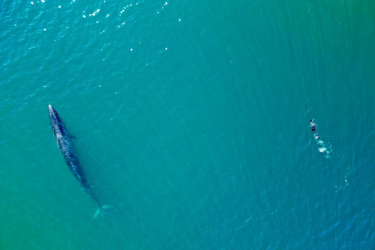 La ballena sei es la tercera especie más grande, después de la azul y la fin o rorcual común