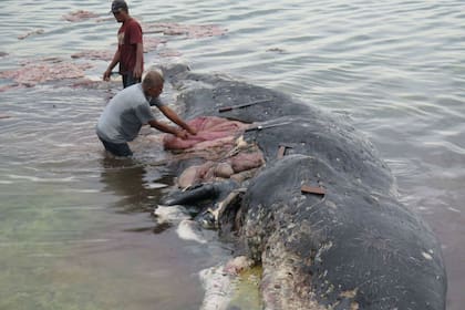 La ballena, tal como fue encontrada