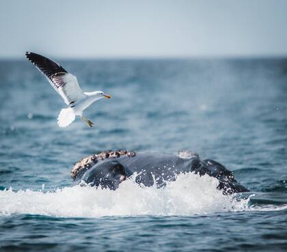 La ballena y la embarcación tuvieron un fuerte choque (Foto referencial de Unsplash)