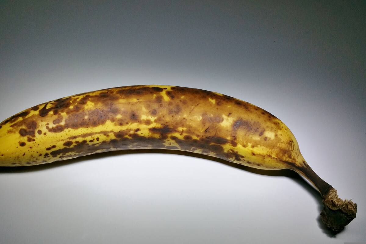 La banana es una fruta climatérica, lo que significa que continúa con su ciclo de maduración luego de ser separada de la planta