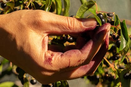 La baya de maqui es rica en antocianinas que son compuestos que se han vinculado con un corazón más sano