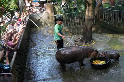 La bebé hipopótamo de dos meses Moo Deng y su madre Jona son vistas en el zoológico abierto Khao Kheow en la provincia de Chonburi, Tailandia, el jueves 19 de septiembre de 2024. (Foto AP/Sakchai Lalit)