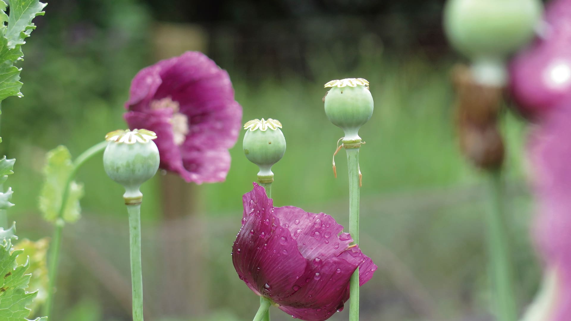 La belleza agreste de las amapolas y las espuelas de caballero