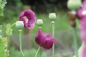 La belleza agreste de las amapolas