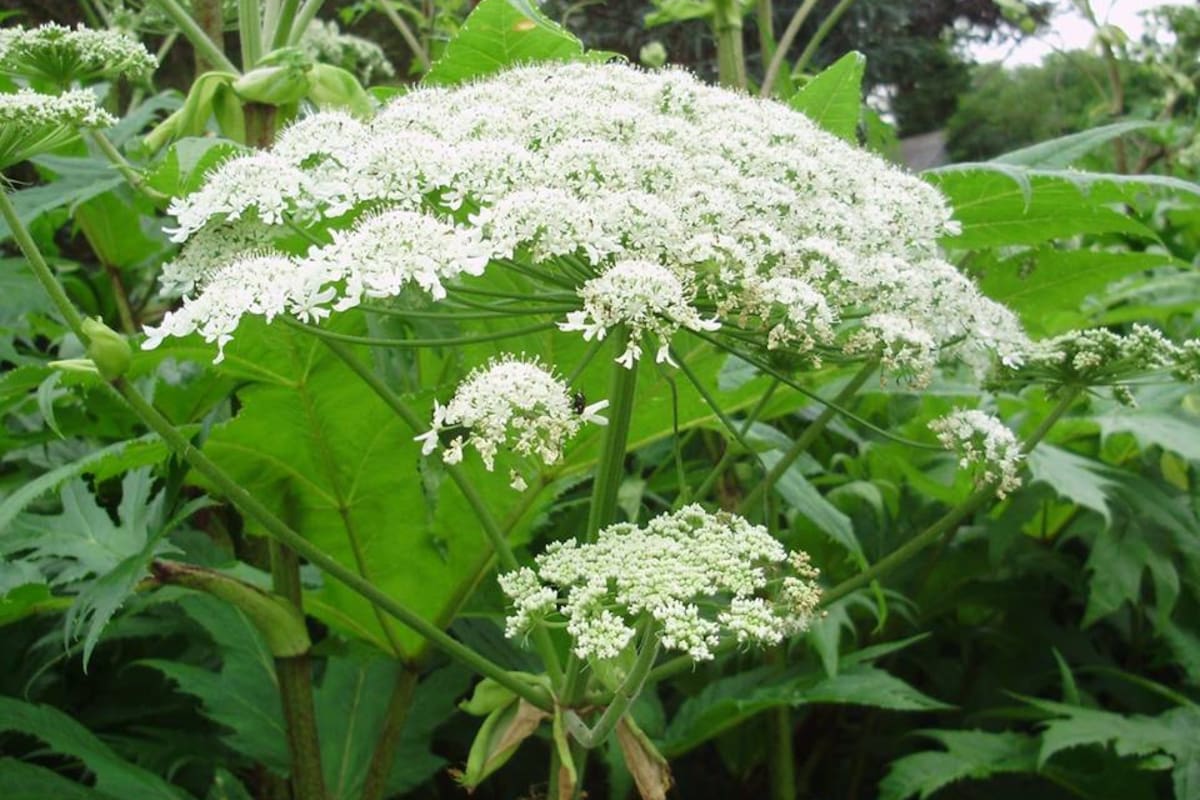 La belleza de esta planta va de la mano con un peligro considerable: la savia contiene compuestos químicos que tienen la capacidad de interactuar con el ADN de las células de la piel