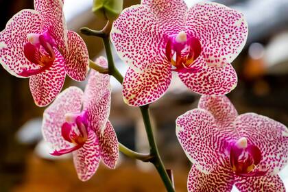 La belleza de sus flores es hipnótica.