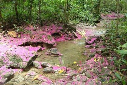 La belleza natural de Florida, Puerto Rico
