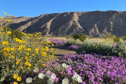 La belleza natural del parque Anza Borrego, en California, se vuelve más colorida durante el inicio de la floración