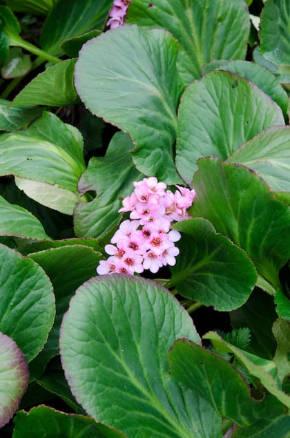 La bergenia es una excelente opción de planta rastrera y tapizante resistente a condiciones marítimas.