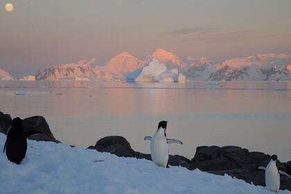 La biodiversidad también se ve amenazada por el derretimiento de la Antártida