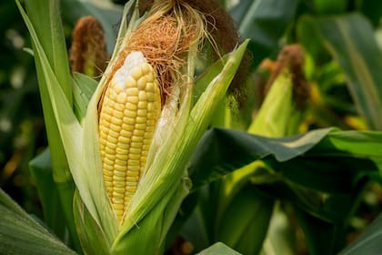 La bioeconomía puede hacer más dinámico al Mercosur