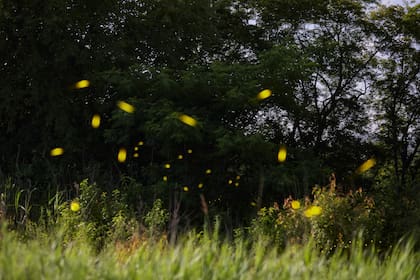 La bioluminiscencia es una estrategia que usan ciertos insectos atraer pareja, defenderse de depredadores o atraer presas