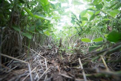 La biotecnología es aliada para controlar las malezas