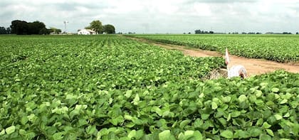 La biotecnología es clave para mejorar la productividad del agro