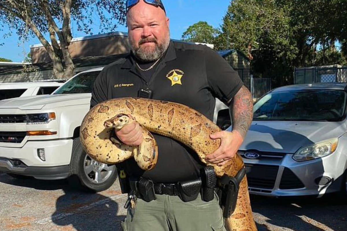 La boa constrictor fue atendida en una instalación de vida silvestre