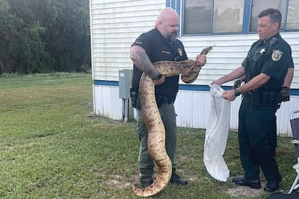 La Boa constrictor fue atendida en una instalación de vida silvestre
