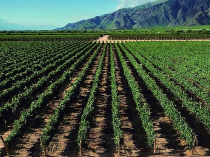 La bodega elabora y comercializa vinos bajo las marcas Etchart y Cafayate, además de otras líneas premium