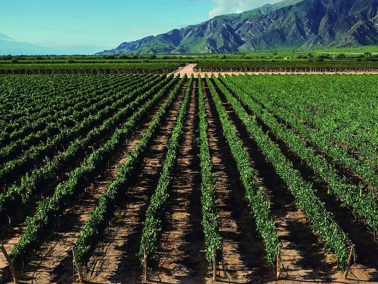 Molinos refuerza su apuesta al vino y suma una histórica bodega de los Valles Calchaquíes