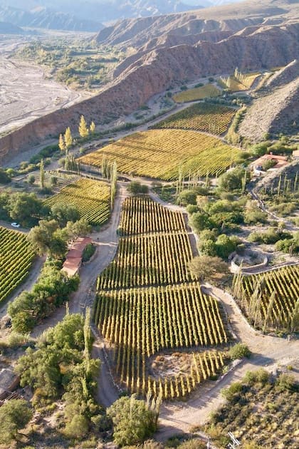 La bodega Fernando Dupont, pionera en la región