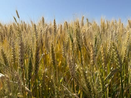 La Bolsa de Cereales porteña proyectó una producción de 25,5 millones de toneladas