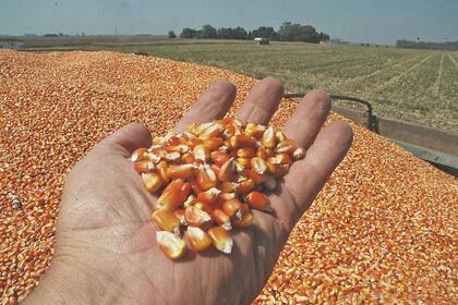 Ucrania es el cuarto proveedor mundial de trigo y este año vería muy disminuida su siembra