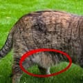 Qué es lo que cuelga de la panza de los gatos