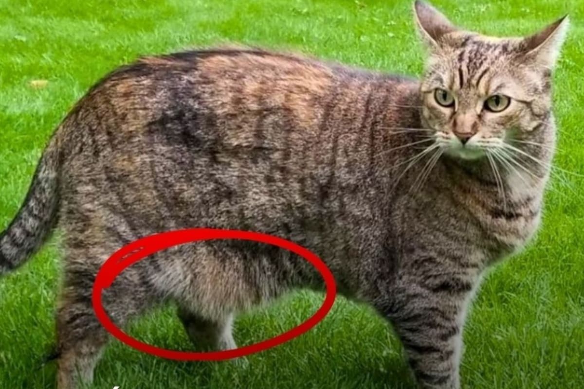 La bolsa primordial de los gatos protege sus órganos (Foto: @panchocavero)