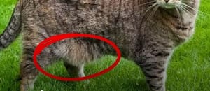 Qué es lo que cuelga de la panza de los gatos