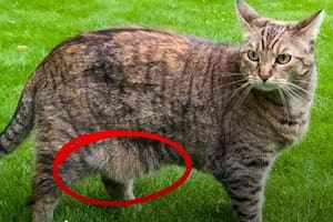 La bolsa primordial de los gatos protege sus órganos (Foto: @panchocavero)