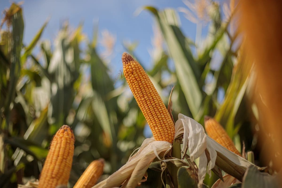 La Bolsa rosarina prevé una producción récord