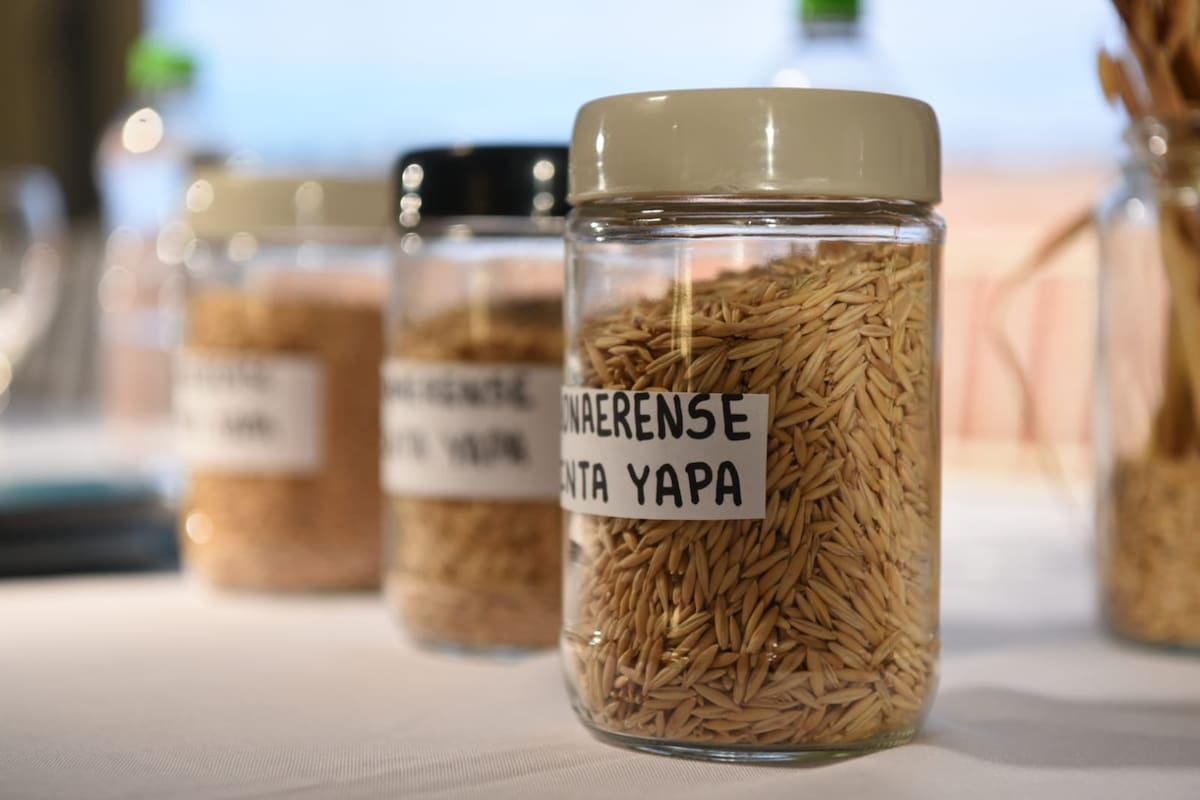 La Bonaerense INTA Yapa (Avena sativa L.) posee una genética especial, meticulosa y rigurosamente seleccionada a campo