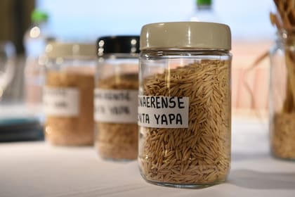 La Bonaerense INTA Yapa (Avena sativa L.) posee una genética especial, meticulosa y rigurosamente seleccionada a campo